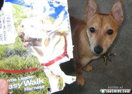 宠物新闻 搞笑,那些让人捧腹的新闻瞬间