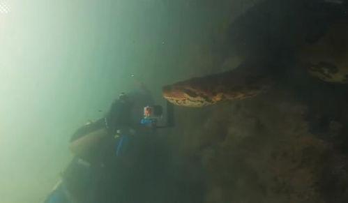 死亡蠕虫图片,揭秘致命生物的恐怖面纱